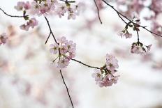 Pink Cherry Blossoms Bloom On Tree In Spring At The Peak Of Cherry Blossom Season, Washington, DC-Karine Aigner-Photographic Print