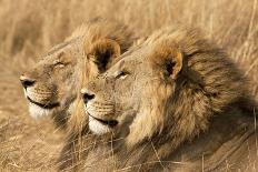 Portrait of Two White Lion Cub Siblings, One Laying Down and One with it's Paw Raised.-Karine Aigner-Photographic Print