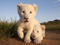 Full Frame Close Up Portrait of a Male White Lion with Blue Eyes.  South Africa.-Karine Aigner-Photographic Print