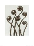 Asclepias Syriaca-Karl Blossfeldt-Giclee Print