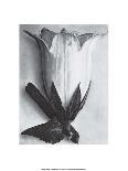 Scolopendrium vulgare-Karl Blossfeldt-Giclee Print