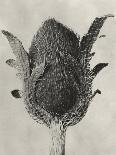 Sepia Botany Study VI-Karl Blossfeldt-Premium Giclee Print