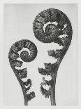 Serratula nudicaulis-Karl Blossfeldt-Framed Giclee Print