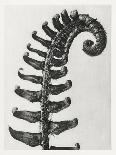 Curcubita, Pumpkin Tendril-Karl Blossfeldt-Art Print