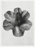 Bell Flower-Karl Blossfeldt-Art Print