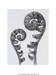 Scolopendrium vulgare-Karl Blossfeldt-Giclee Print