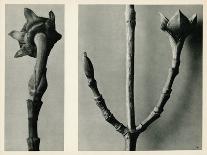 Cornus florida-Karl Blossfeldt-Mounted Giclee Print