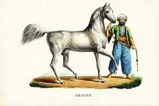 Arab Horse, 1824-Karl Joseph Brodtmann-Giclee Print