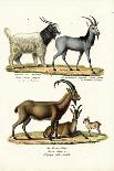 Cashmere Goat, 1824-Karl Joseph Brodtmann-Giclee Print