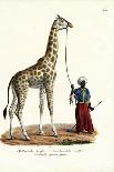 Giraffe, 1824-Karl Joseph Brodtmann-Giclee Print