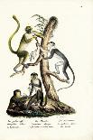 Squirrel Monkeys, 1824-Karl Joseph Brodtmann-Giclee Print
