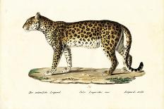 Royal Tiger, 1824-Karl Joseph Brodtmann-Giclee Print