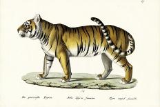 Leopard, 1824-Karl Joseph Brodtmann-Giclee Print
