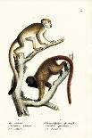 White-Handed Gibbon, 1824-Karl Joseph Brodtmann-Giclee Print