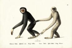 White-Handed Gibbon, 1824-Karl Joseph Brodtmann-Giclee Print