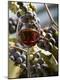 Premium Photographic Print