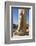 Karnak Temple, UNESCO World Heritage Site, near Luxor, Egypt, North Africa, Africa-Jane Sweeney-Framed Photographic Print