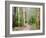 Karri Forest, Warren National Park, Western Australia, Australia, Pacific-Jochen Schlenker-Framed Photographic Print