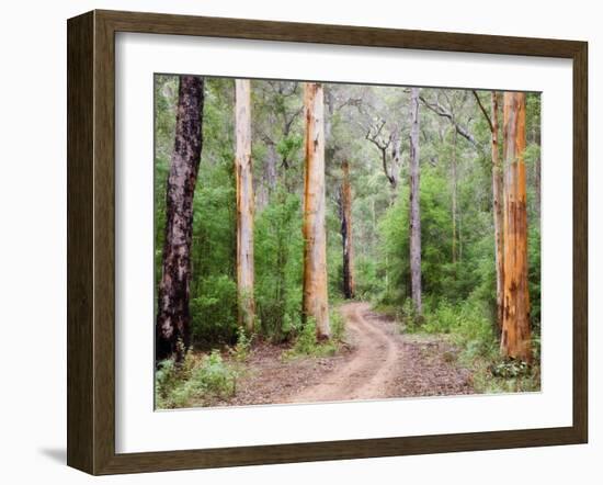 Karri Forest, Warren National Park, Western Australia, Australia, Pacific-Jochen Schlenker-Framed Photographic Print