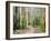 Karri Forest, Warren National Park, Western Australia, Australia, Pacific-Jochen Schlenker-Framed Photographic Print