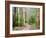 Karri Forest, Warren National Park, Western Australia, Australia, Pacific-Jochen Schlenker-Framed Photographic Print