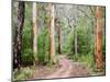 Karri Forest, Warren National Park, Western Australia, Australia, Pacific-Jochen Schlenker-Mounted Photographic Print