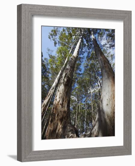 Karri Trees in Gloucester National Park, Pemberton, Western Australia, Australia, Pacific-Ian Trower-Framed Photographic Print