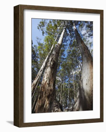 Karri Trees in Gloucester National Park, Pemberton, Western Australia, Australia, Pacific-Ian Trower-Framed Photographic Print