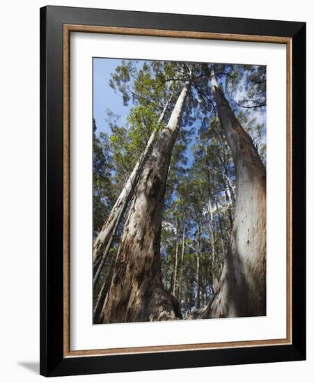 Karri Trees in Gloucester National Park, Pemberton, Western Australia, Australia, Pacific-Ian Trower-Framed Photographic Print