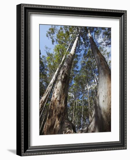 Karri Trees in Gloucester National Park, Pemberton, Western Australia, Australia, Pacific-Ian Trower-Framed Photographic Print