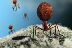 Bacteriophage Viruses-Karsten Schneider-Framed Premier Image Canvas