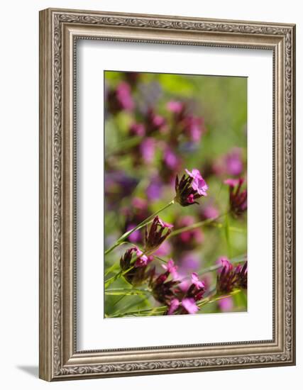 KarthŠusernelke, Blossoms, Medium Close-Up-Herbert Kehrer-Framed Photographic Print