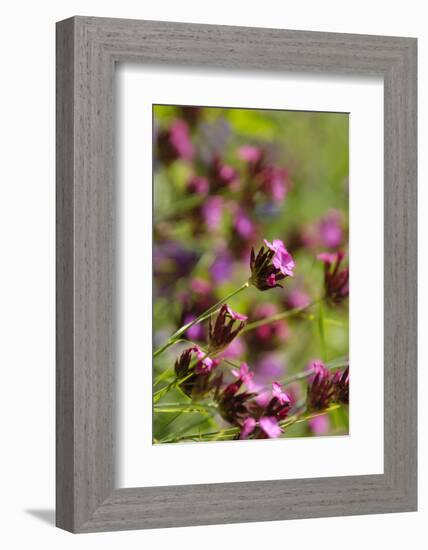 KarthŠusernelke, Blossoms, Medium Close-Up-Herbert Kehrer-Framed Photographic Print