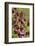 KarthŠusernelke, Blossoms, Medium Close-Up-Herbert Kehrer-Framed Photographic Print