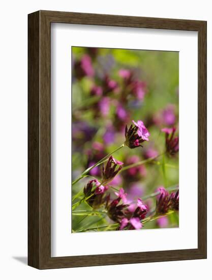 KarthŠusernelke, Blossoms, Medium Close-Up-Herbert Kehrer-Framed Photographic Print