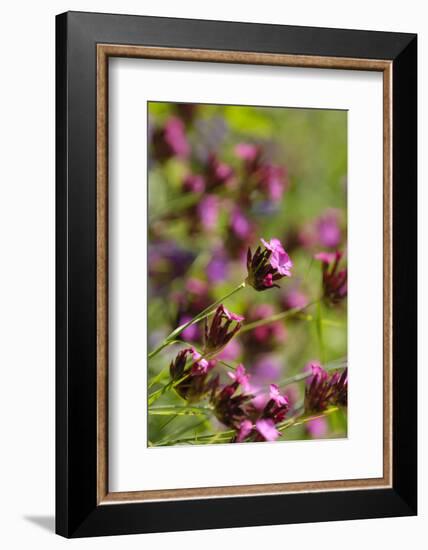 KarthŠusernelke, Blossoms, Medium Close-Up-Herbert Kehrer-Framed Photographic Print