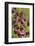 KarthŠusernelke, Blossoms, Medium Close-Up-Herbert Kehrer-Framed Photographic Print