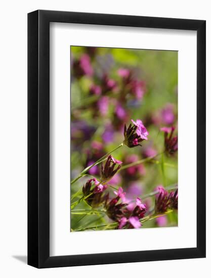 KarthŠusernelke, Blossoms, Medium Close-Up-Herbert Kehrer-Framed Photographic Print