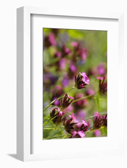 KarthŠusernelke, Blossoms, Medium Close-Up-Herbert Kehrer-Framed Photographic Print