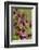 KarthŠusernelke, Blossoms, Medium Close-Up-Herbert Kehrer-Framed Photographic Print