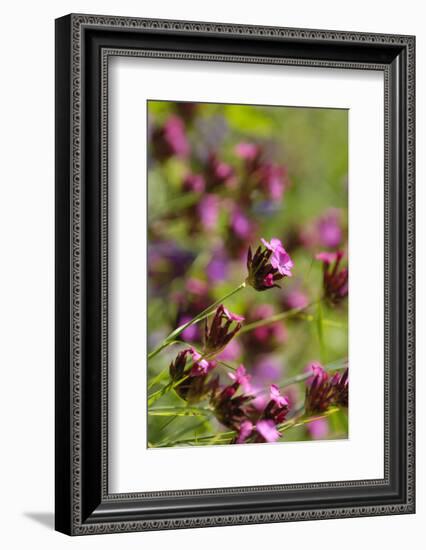 KarthŠusernelke, Blossoms, Medium Close-Up-Herbert Kehrer-Framed Photographic Print