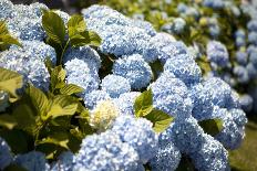 Blue Hydrangea-Karyn Millet-Photographic Print
