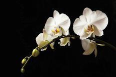 Orchid on Black-Karyn Millet-Photographic Print