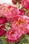 Bouquet of Peonies-Karyn Millet-Photographic Print