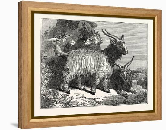 Kashmir Goats-null-Framed Premier Image Canvas