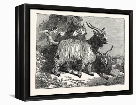 Kashmir Goats-null-Framed Premier Image Canvas