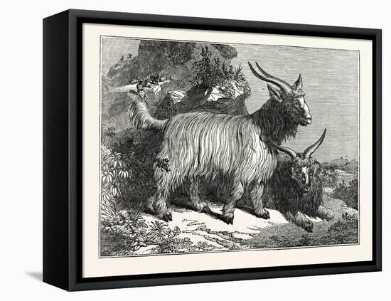 Kashmir Goats-null-Framed Premier Image Canvas