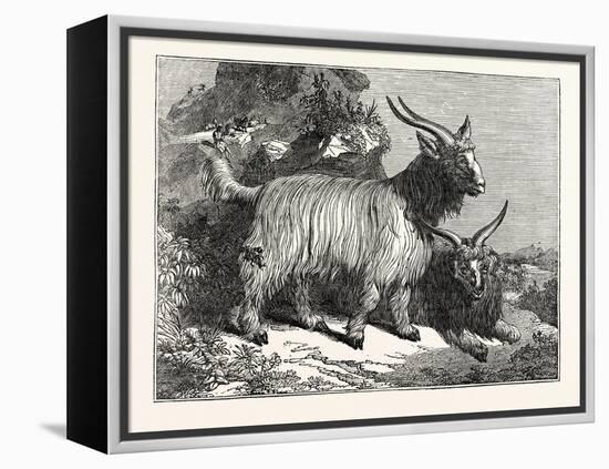 Kashmir Goats-null-Framed Premier Image Canvas