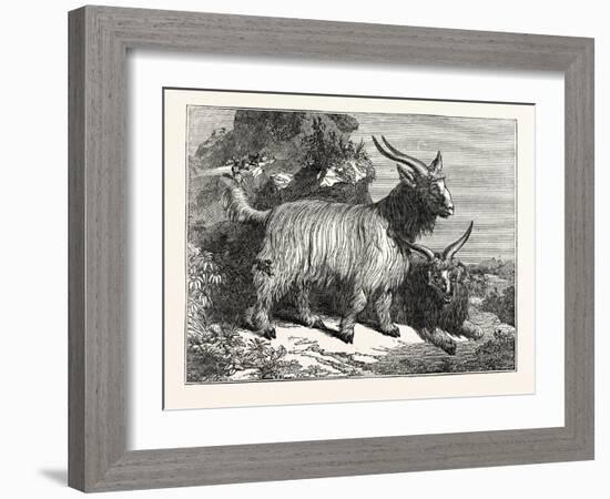 Kashmir Goats-null-Framed Giclee Print