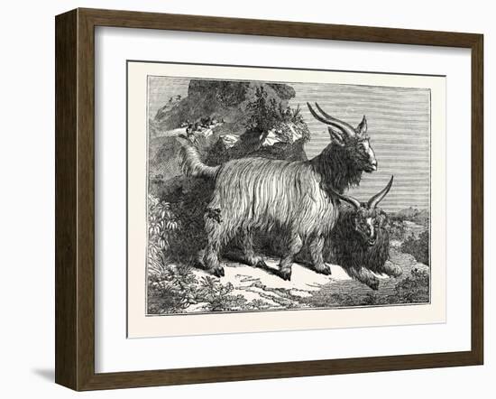 Kashmir Goats-null-Framed Giclee Print